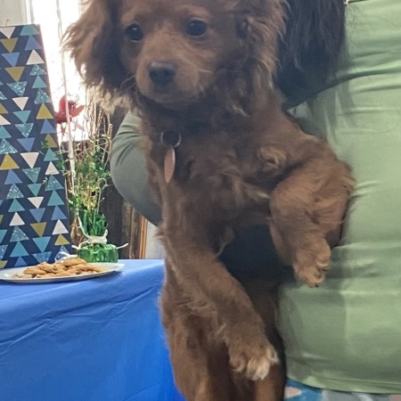 Lost Dog, Alert #60987 Tofy missing near W 36th street & north Capitol ...