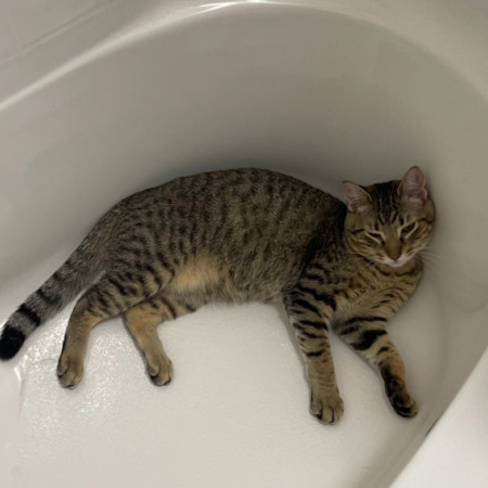 Lost Cat, Alert #67286 King Ezekiel missing near Railroad rd/countyline ...