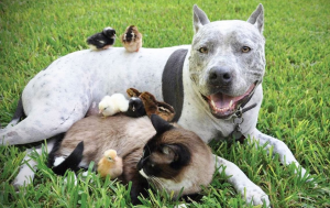 74604427_418053615544910_618589429379891200_n-1-300x189