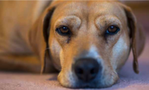 Screen-Shot-2019-04-03-at-10.31.14-AM-300x181