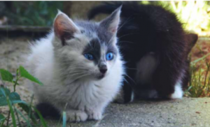 Screen-Shot-2019-04-03-at-10.31.26-AM-300x182