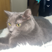 Lost Cat, Alert #71151 Xena missing near Karst dr karst ct Cordova