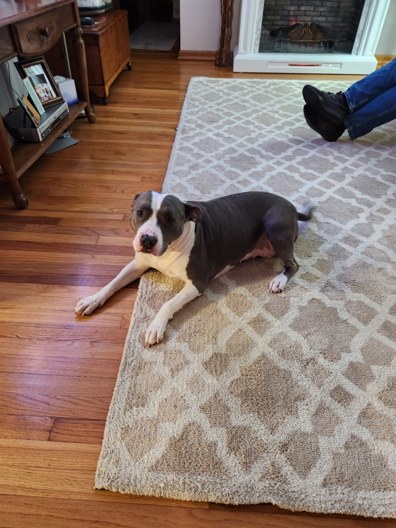 Found Dog Alert 84728 Far East Side Indianapolis Found Near 16th And found-dog-alert-84728-far-east-side-indianapolis-found-near-16th-and