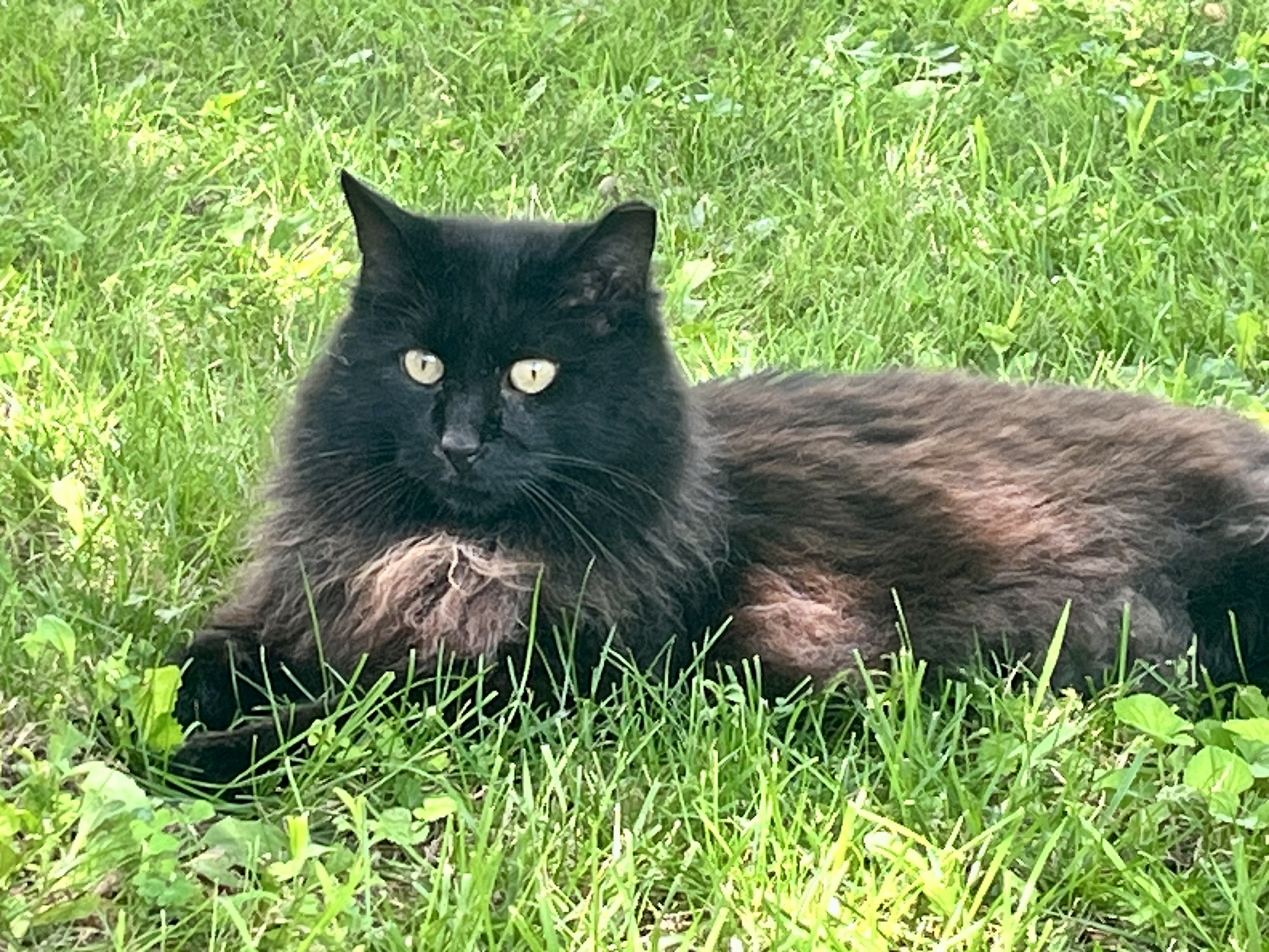 Lost Cat, Alert #93312 Pumpkin missing near 10th ST and Dan Jones
