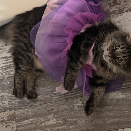 Lost Cat, Alert #97333 Eleanor (Pig) missing near W Smokey Row Rd and ...