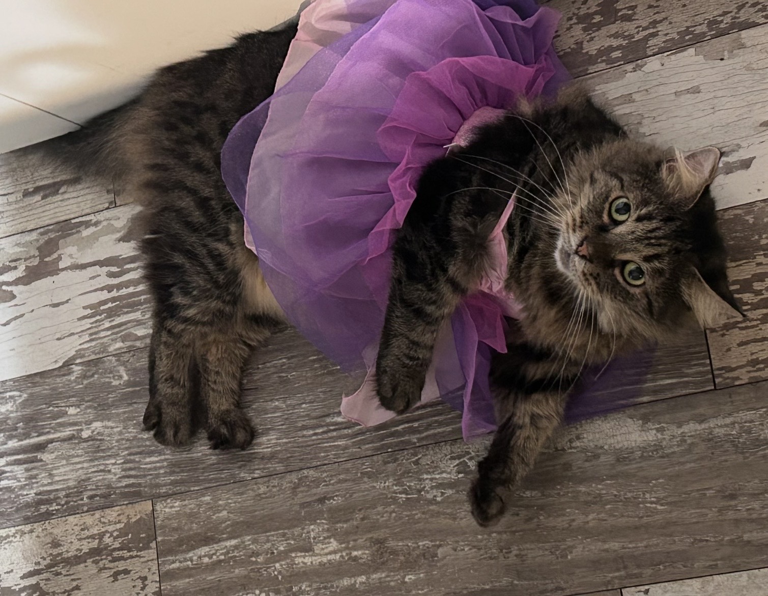 Lost Cat, Alert #97333 Eleanor (Pig) missing near W Smokey Row Rd and ...