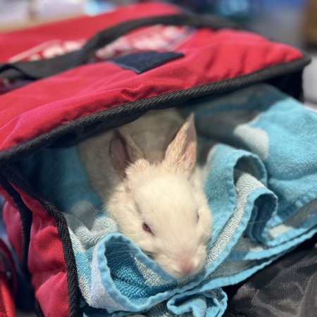 Found Other Pet, Alert #97370 Indianapolis, found near Pendleton pike ...