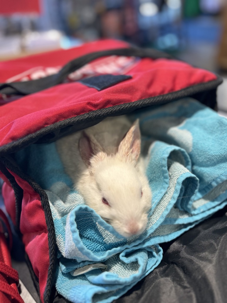 Found Other Pet, Alert #97370 Indianapolis, found near Pendleton pike ...