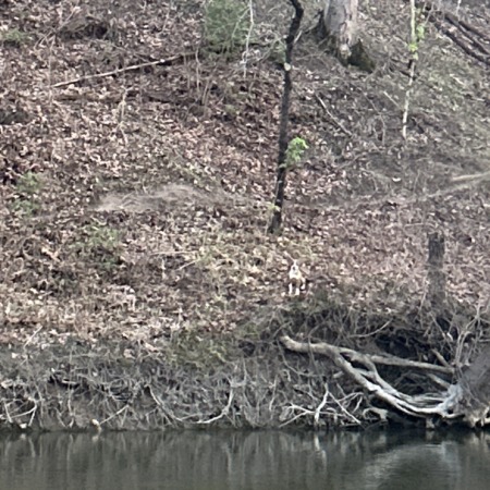 Dog-sight Sighting, Alert #97385 Lawrence, missing near - Indy Lost Pet ...