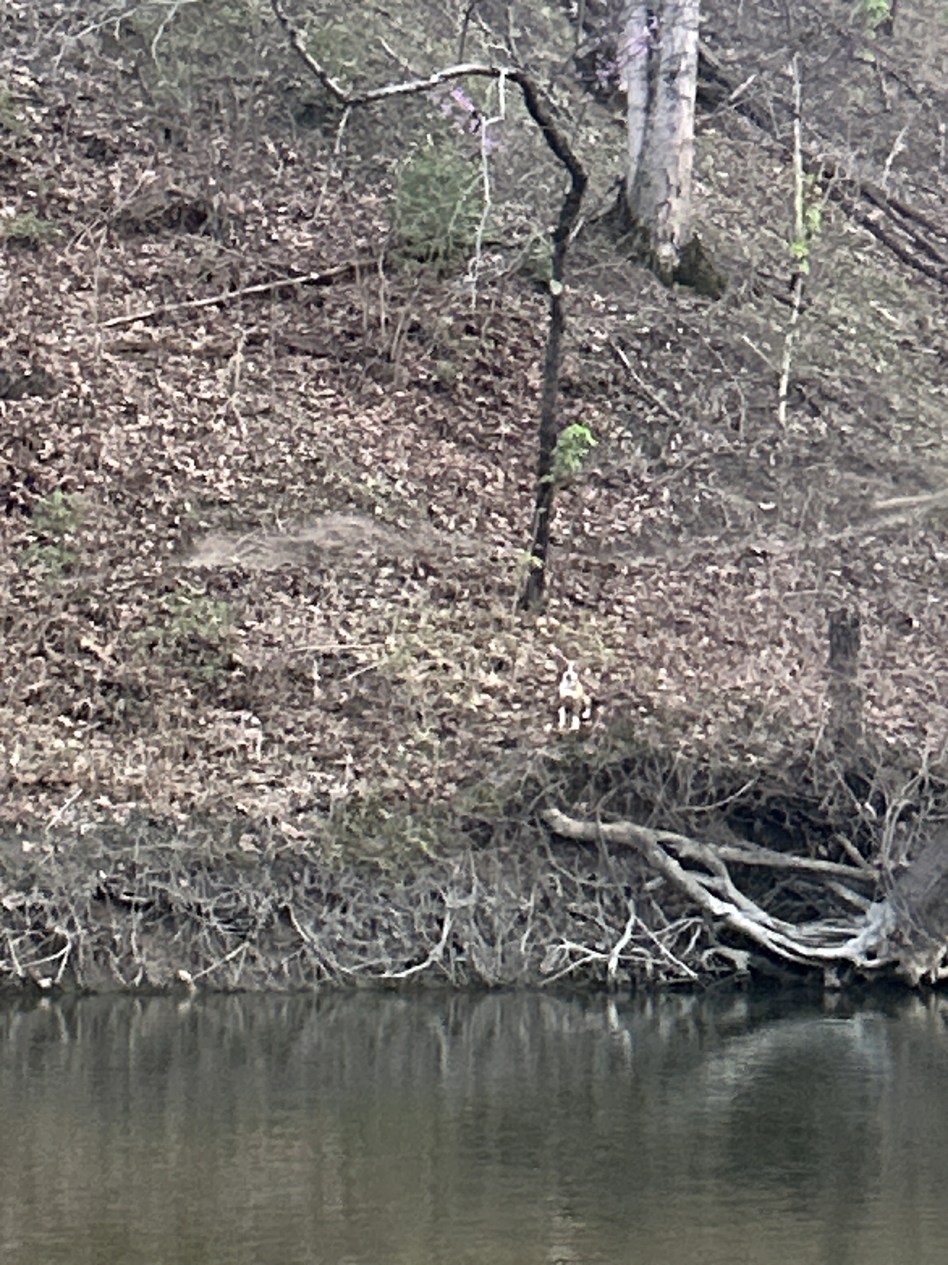 Dog-sight Sighting, Alert #97385 Lawrence, missing near - Indy Lost Pet ...