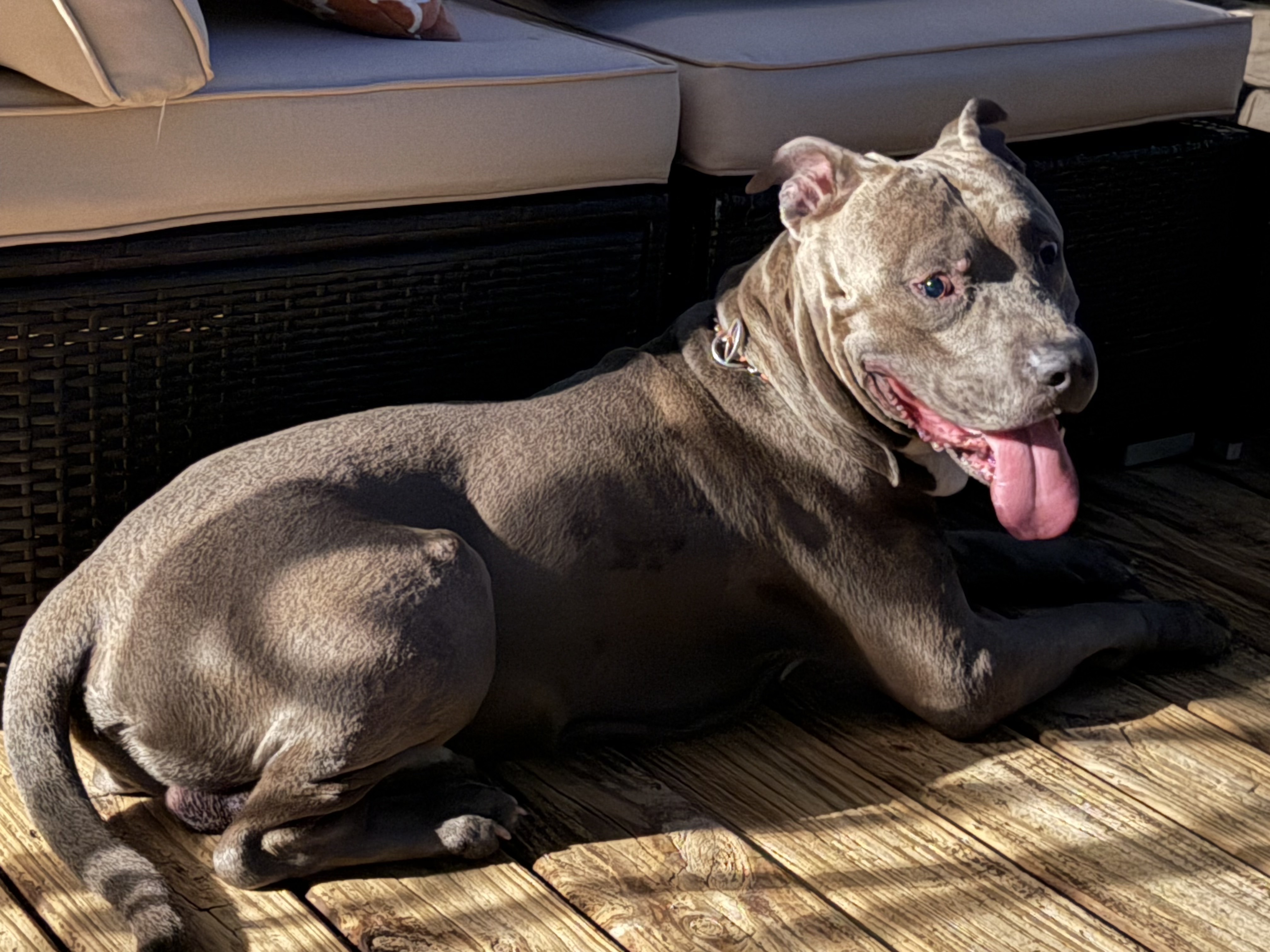 Found Dog, Alert #99312 Indianapolis, found near Tibbs and Wicker